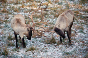 SAMUEL: The ins and outs of traveling to Canada for hunting